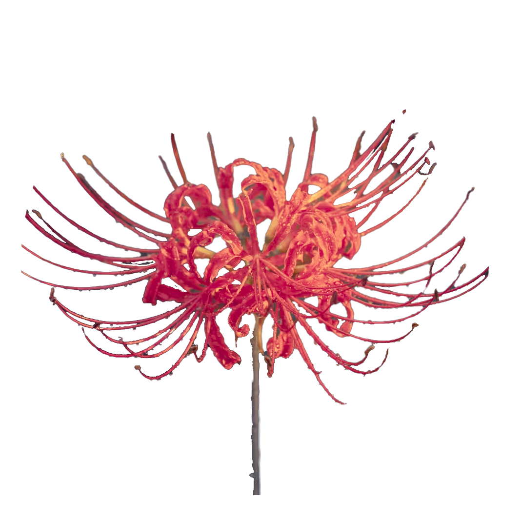 枫林晚的头像-你所热爱的就是你的生活